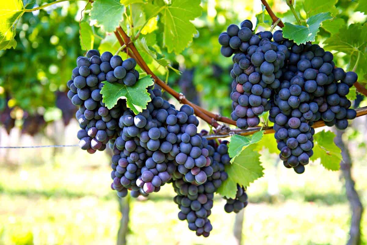 producing grape difficulties and losses in agriculture