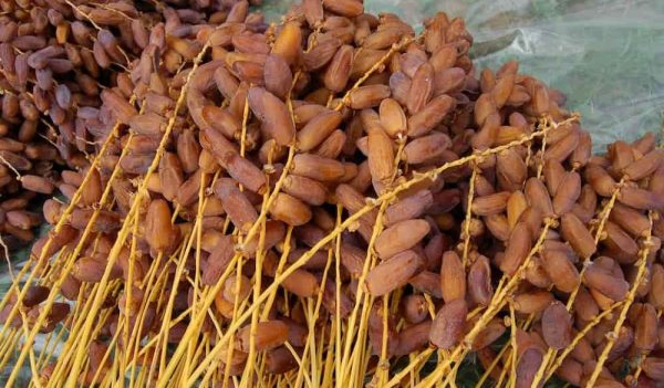 Everland pitted dates Purchase Price + Specifications, Cheap Wholesale
