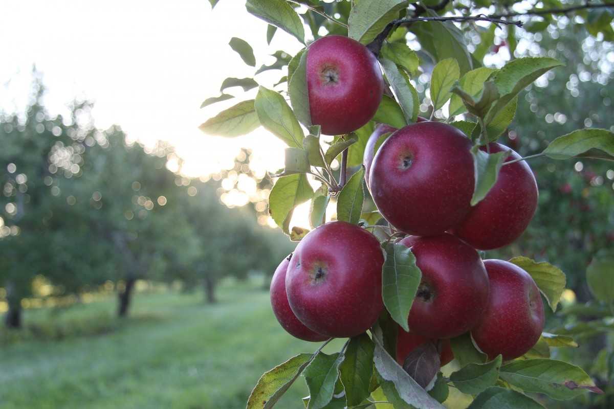 Red fuji apple tree | Buy at a cheap price