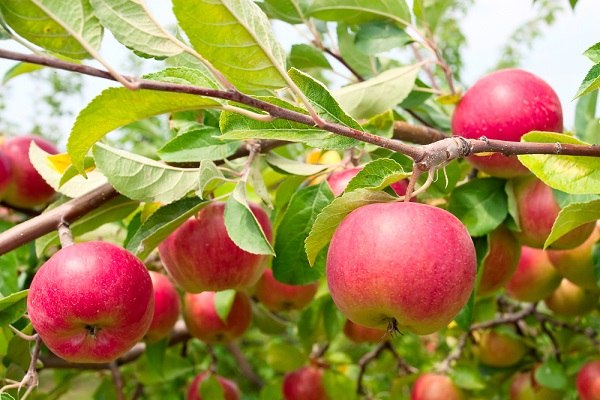 Purchase and price of Ribston pippin apple types