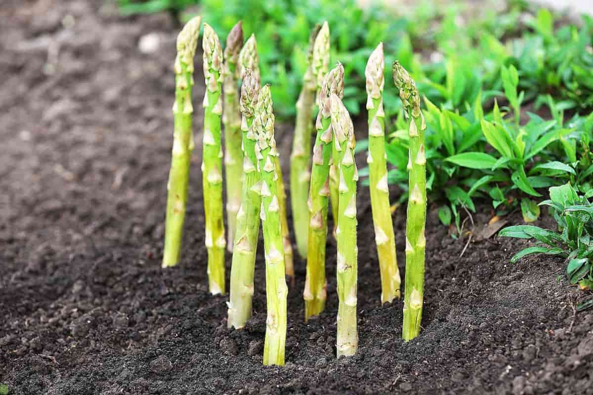 asparagus companion plants looking young
