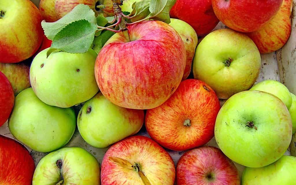 Purchase and price of Canada Tompkins Apple types