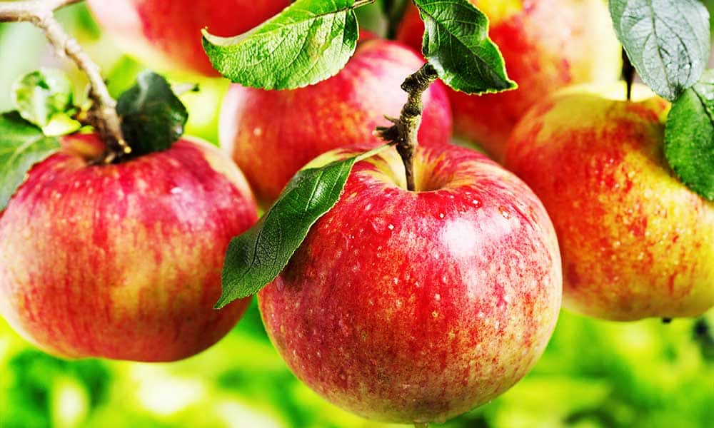 Ein Shemer apple | Buy at a cheap price