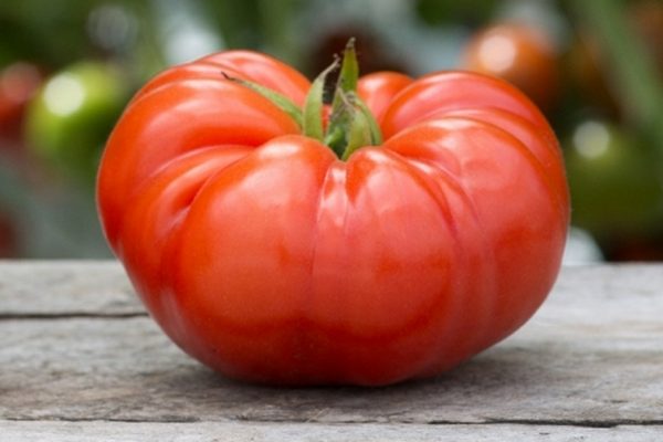 Buy beefsteak tomato plant At an Exceptional Price