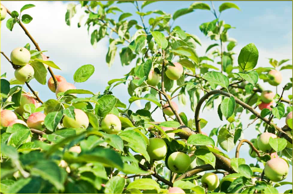 Stayman Apple Tree Buying Guide + Great Price