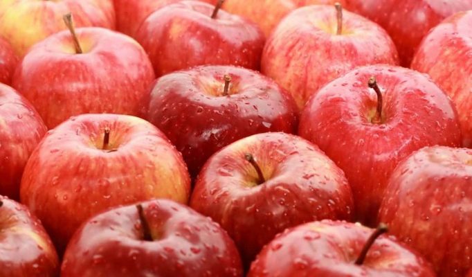 what is fuji apples  + purchase price of fuji apples