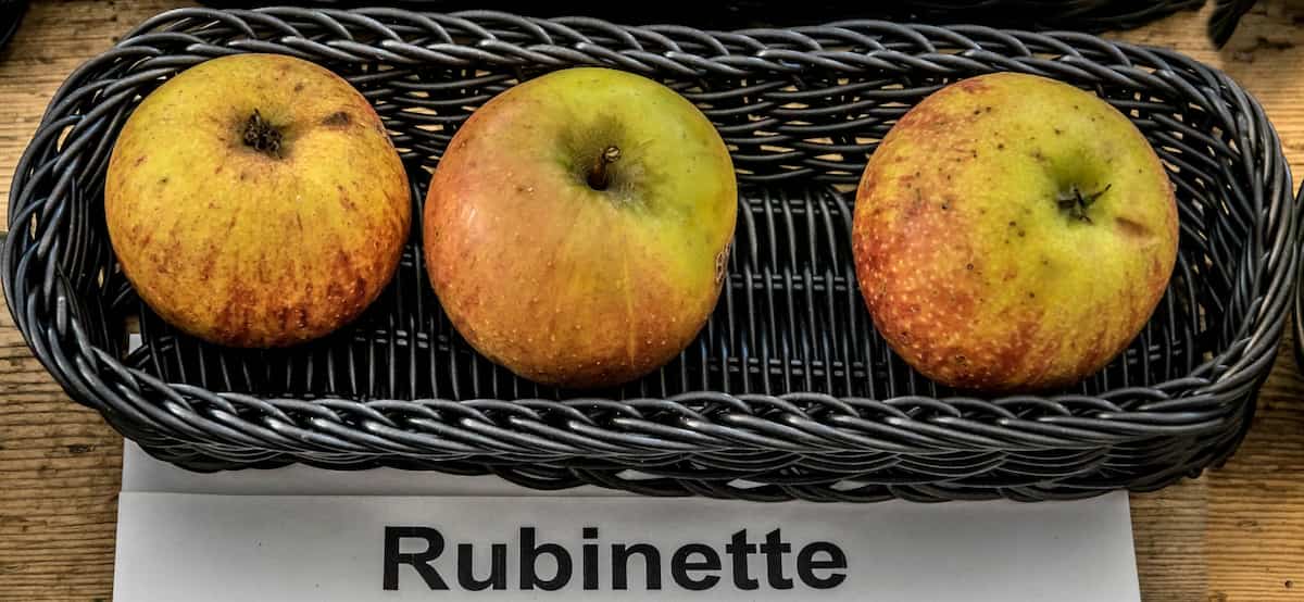 Rubinette Apple | Sellers At Reasonable Prices of Rubinette Apple