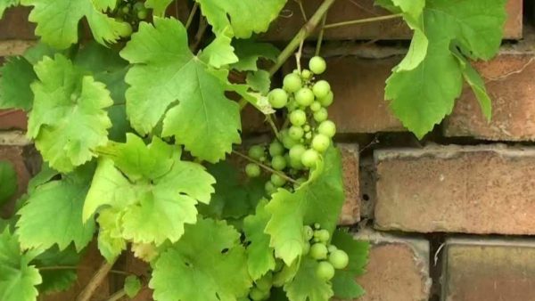 The Purchase Price of grape leaves greek + Properties, Disadvantages and Advantages