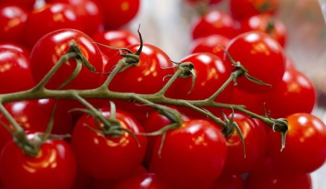 cherry grape tomato  | Sellers at reasonable prices cherry grape tomato