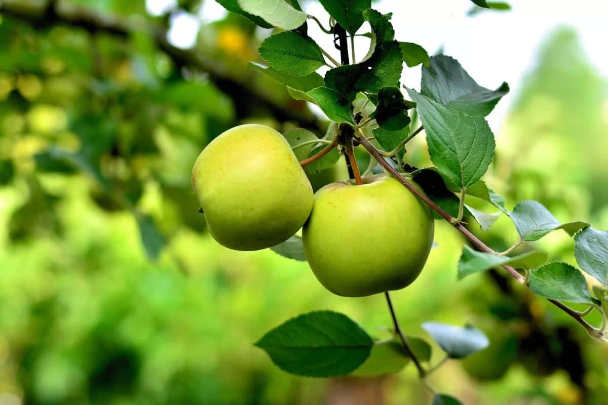 Bramely apple tree planting for sale