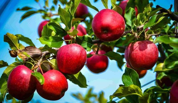 Buy Rome Apple | Selling All Types of Rome Apple At a Reasonable Price