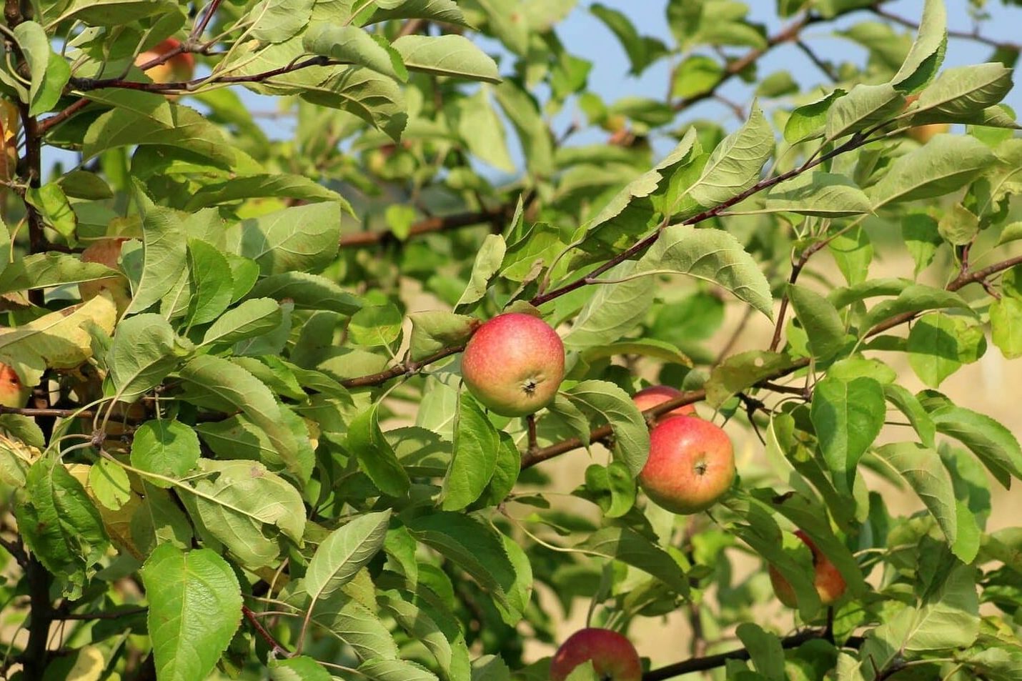 Buy Esopus Spitzernburg Apple Tree + Great Price