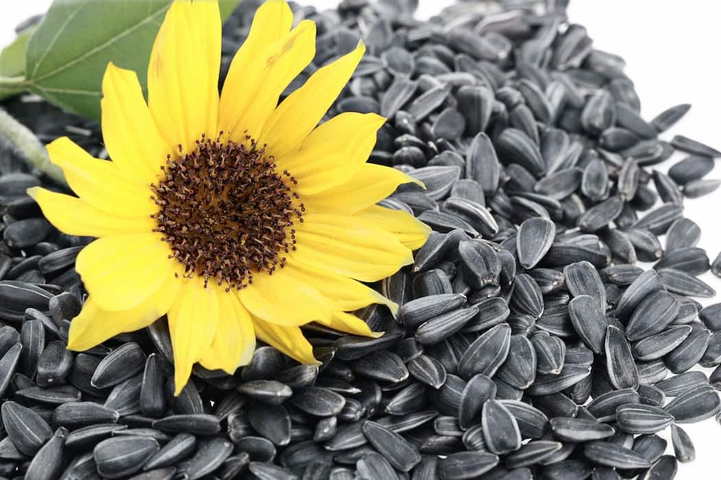 Buy The Latest Types of Sunflower Seeds At a Reasonable Price