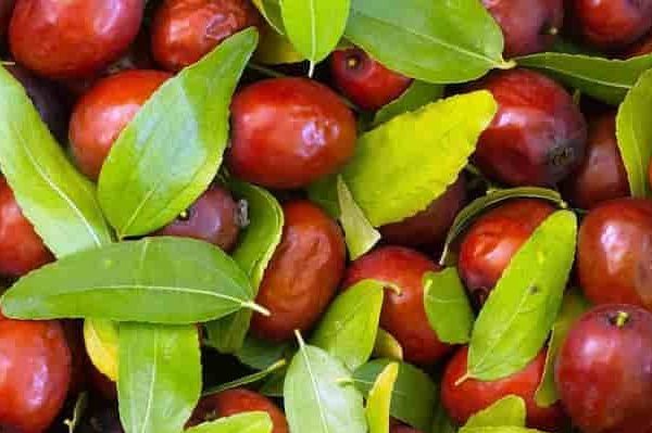 Buy Jujube Cooperation + Introduce The Production And Distribution Factory