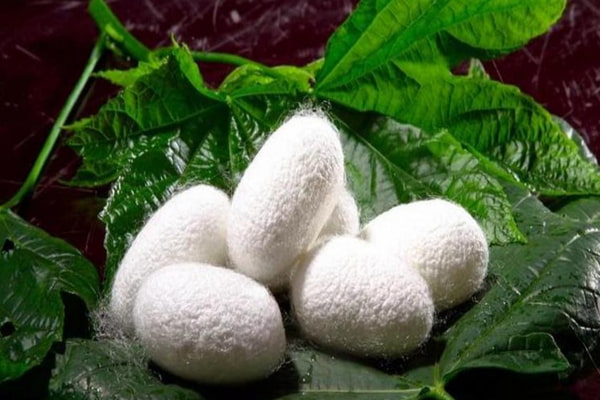 Introduction of silkworm cocoon + Best buy price