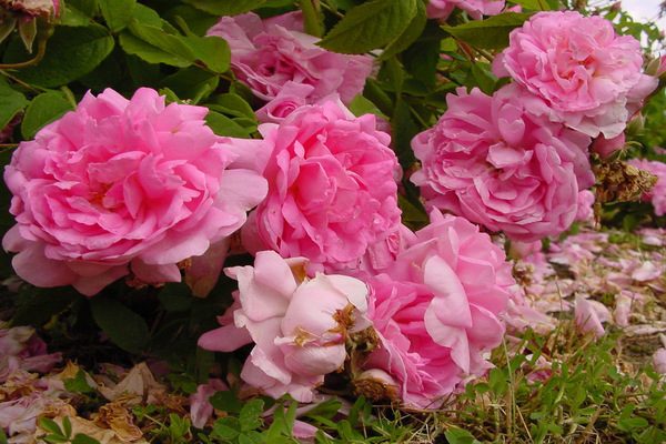 The Purchase Price of Damask Rose + Advantages And Disadvantages