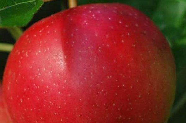 Buy Summered apple | Selling All Types of Summered apple At a Reasonable Price