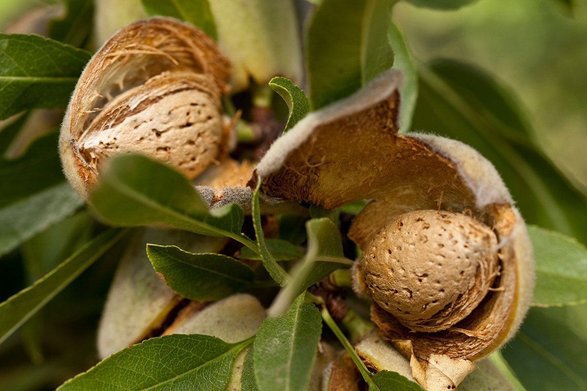 almond with shell price in Pakistan
