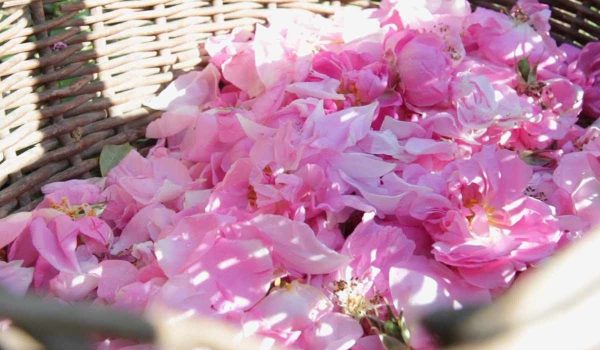 Buy Damask Rose | Selling with Reasonable Prices