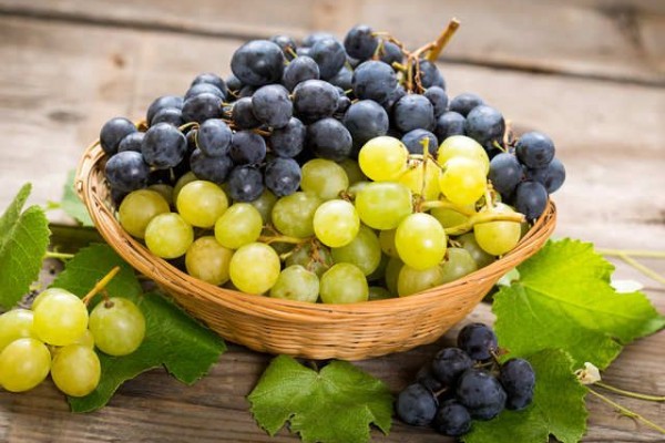 how to start grapes export business
