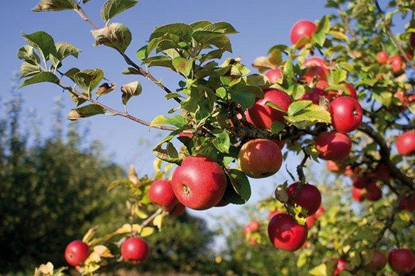 Wealthy Apple Tree 2023 Price List