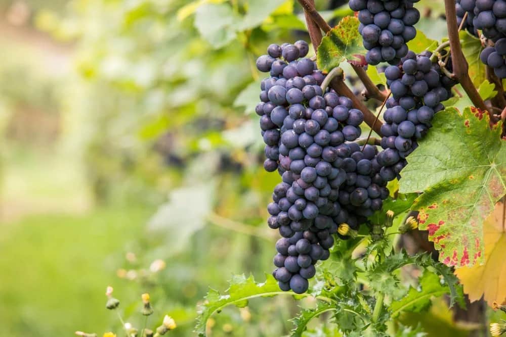 Buy the highest quality types of Red Grape at a cheap price