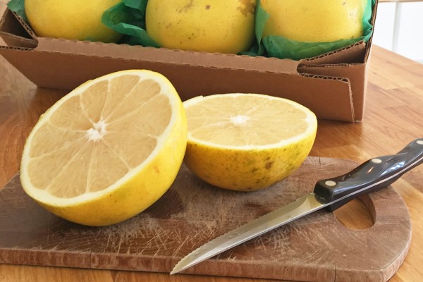 Purchase and price of wholesale white grapefruit juice concentrate
