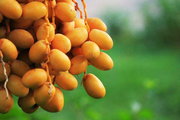 price references of 500g barhi dates types + cheap purchase