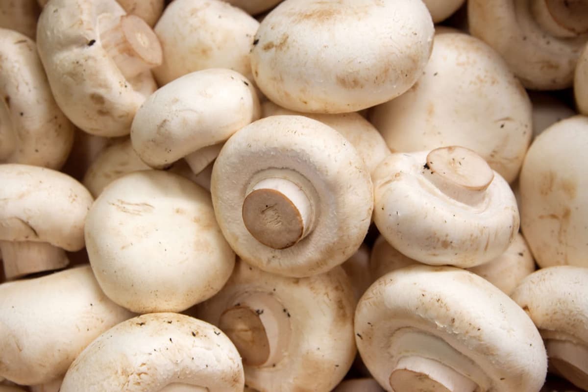 mushroom nutrition facts vitamin d