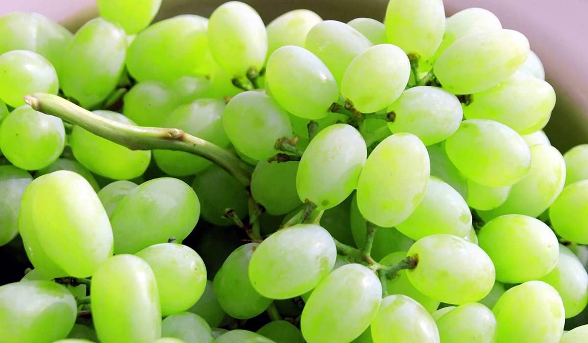 Price and purchase of Green Grapes Benefits For Skin + Cheap sale