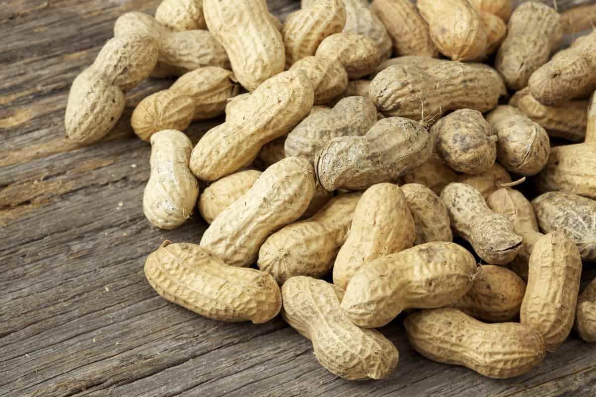 What tree do peanuts come from beneath the ground