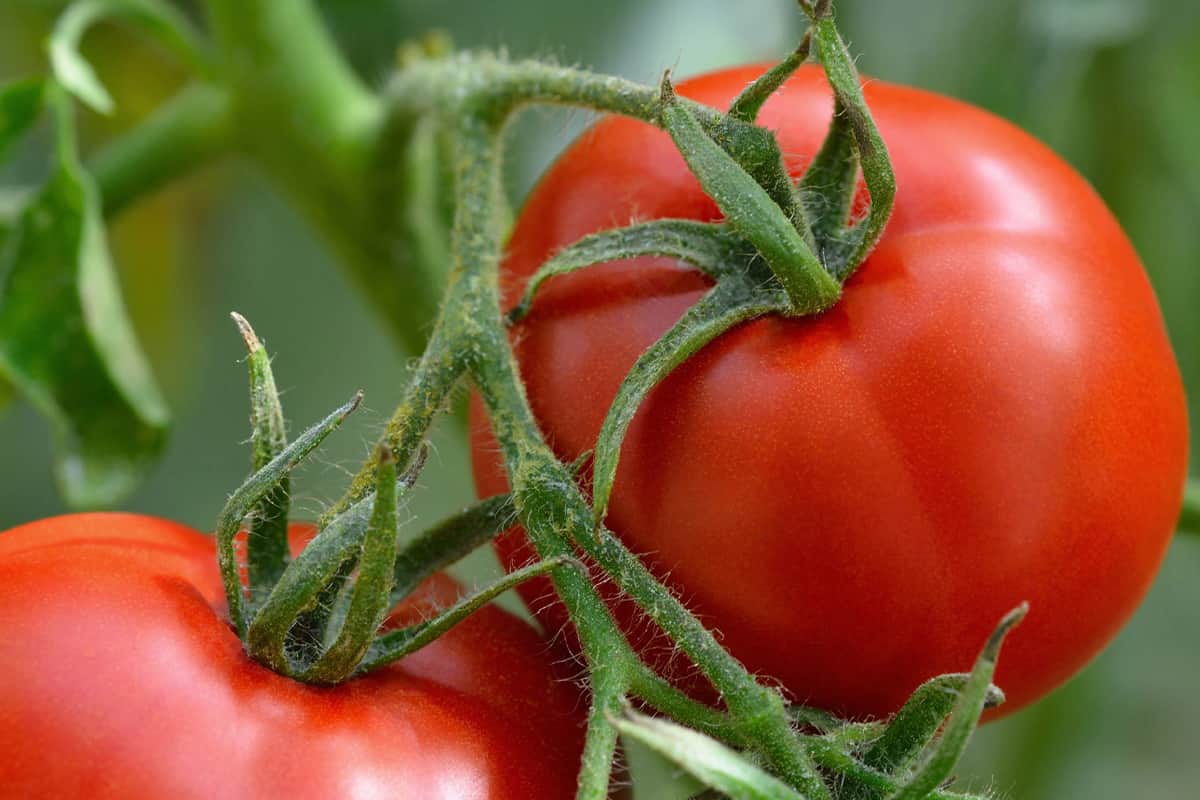 Roma tomato growing time