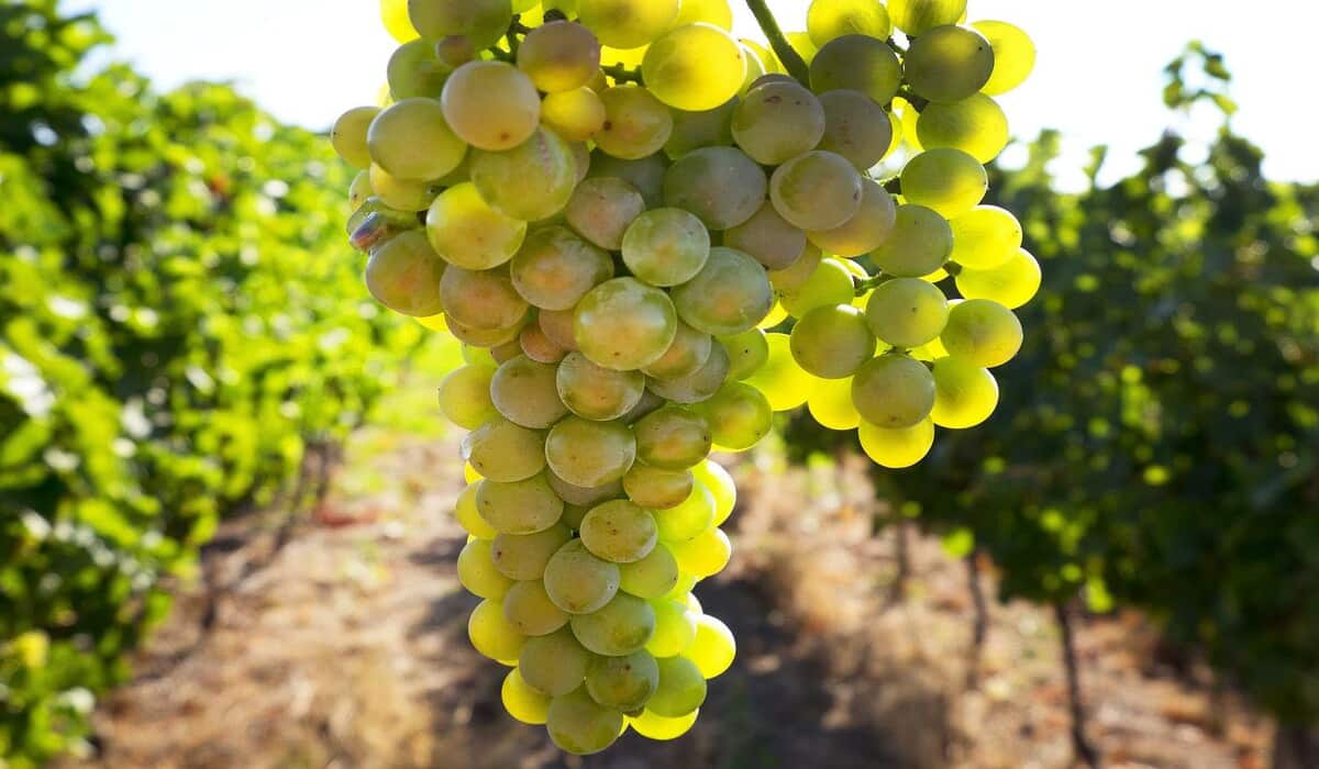 Riesling Grape purchase price + excellent sale