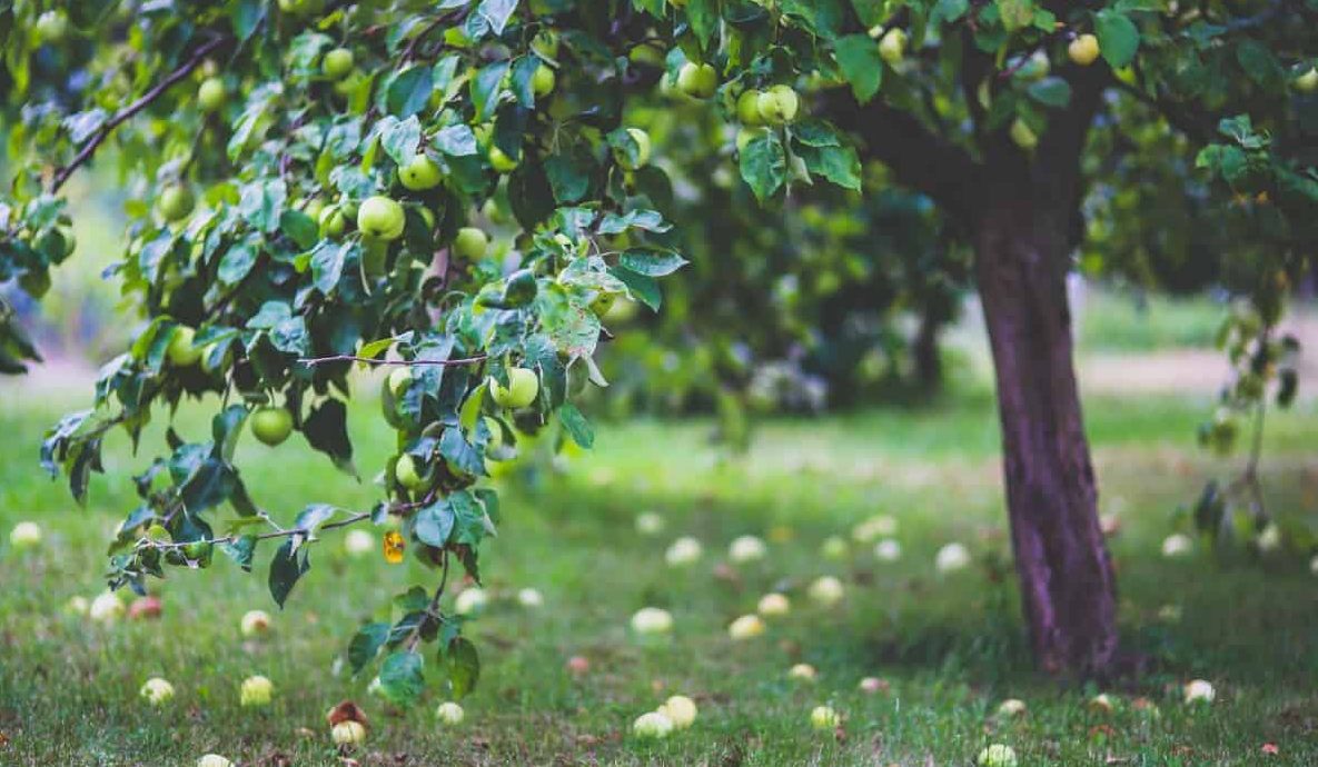 Buy and price of Rhode Island Greening Apple