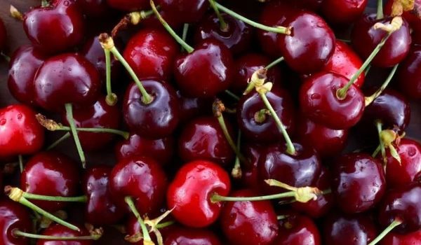 fresh red cherry  price list November 2023