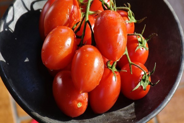 Giulietta tomato plant supply
