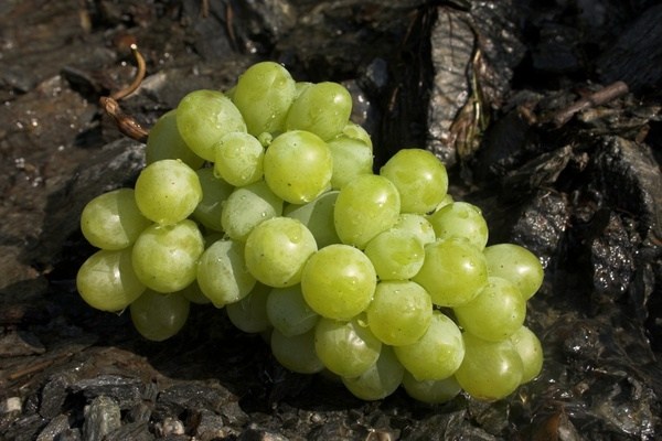 Buy All Kinds of Green Grapes at the Best Price