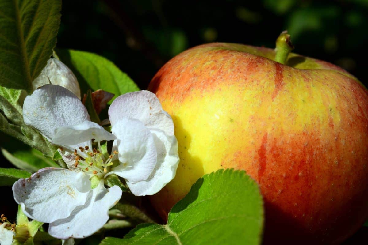 Dwarf Macoun Apple Trees | buy at a cheap price