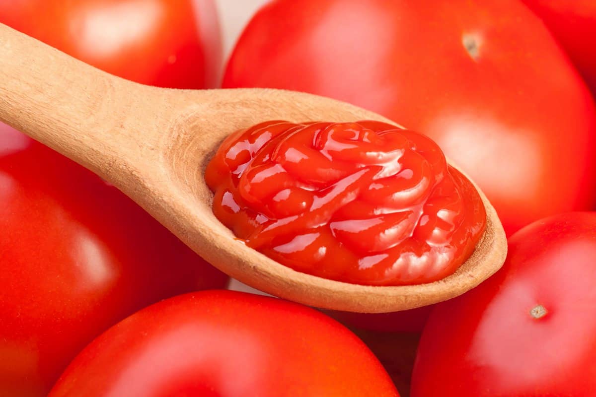 tomato paste processing plant cost in the early stages