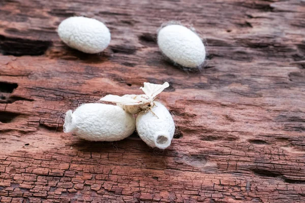 Buy Cocoons Silk | Selling All Types of Cocoons Silk At a Reasonable Price