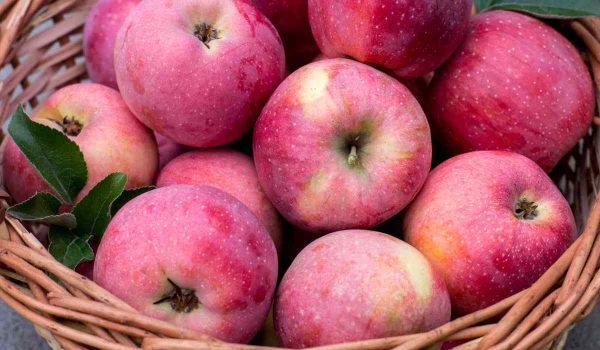 Buy Pink Apple | Selling All Types of Pink Apple At a Reasonable Price