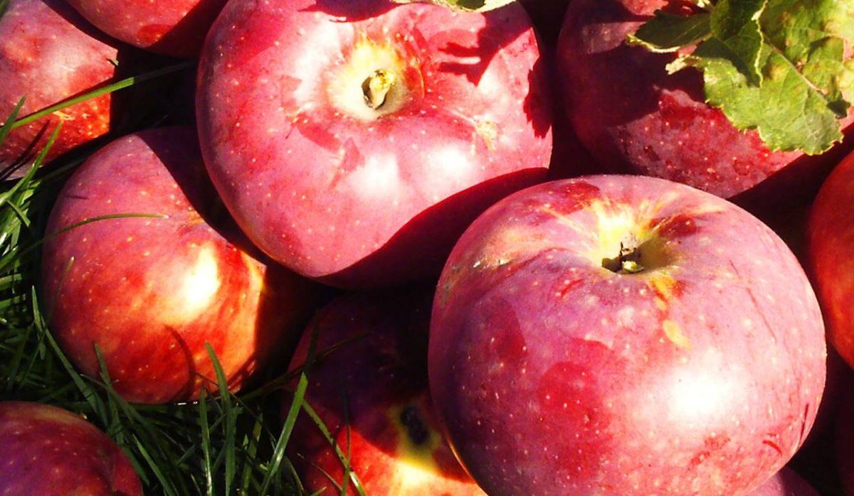 evercrisp apple recipes purchase price + picture