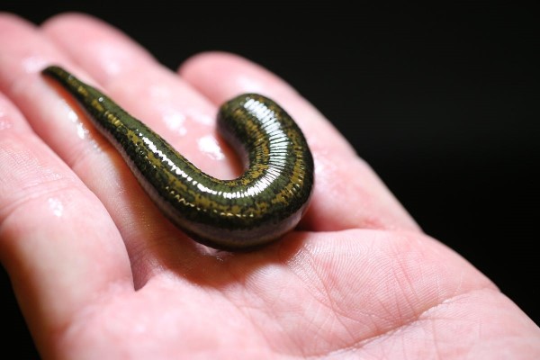 Price Aquatic Leech + Wholesale buying and selling
