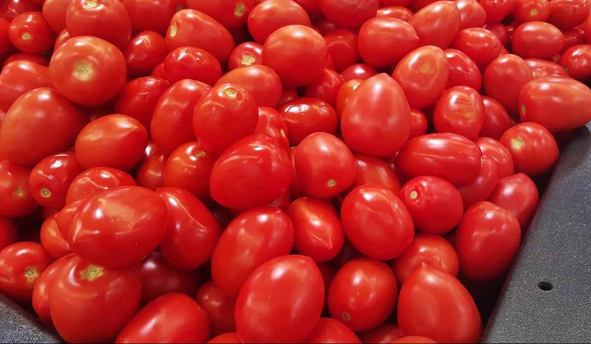 roma tomato nutrition data