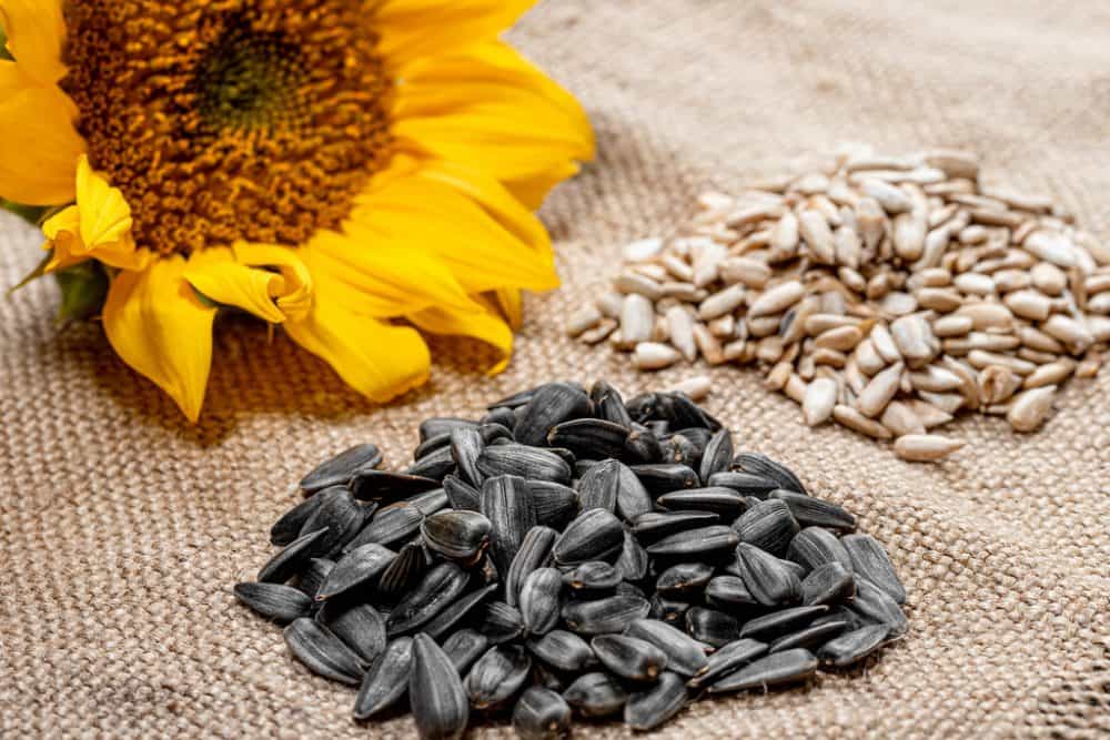 price of Sunflower Seeds Benefits+ Major production distribution of the factory