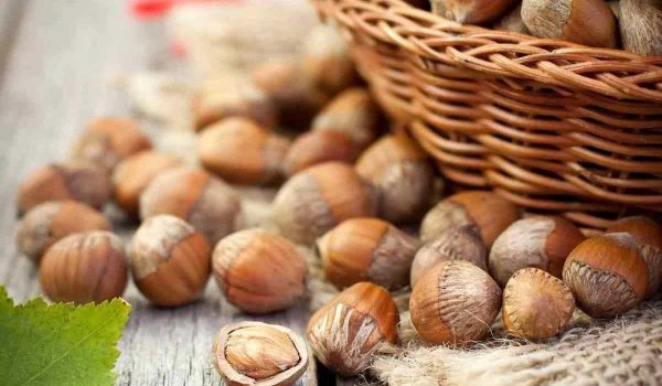 buy hazelnut allergy | Selling With reasonable prices