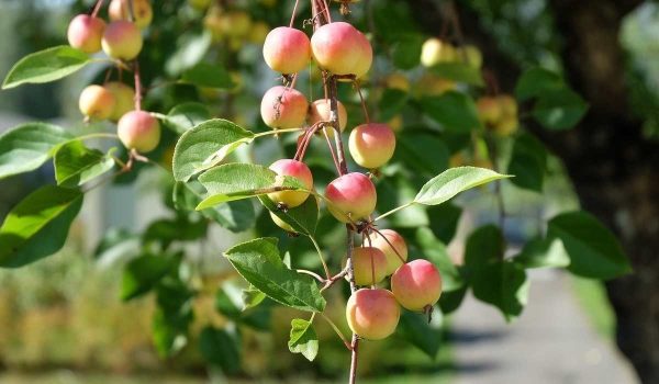 Price and purchase of Ambrosia Sweet Apple Tree+ Cheap sale