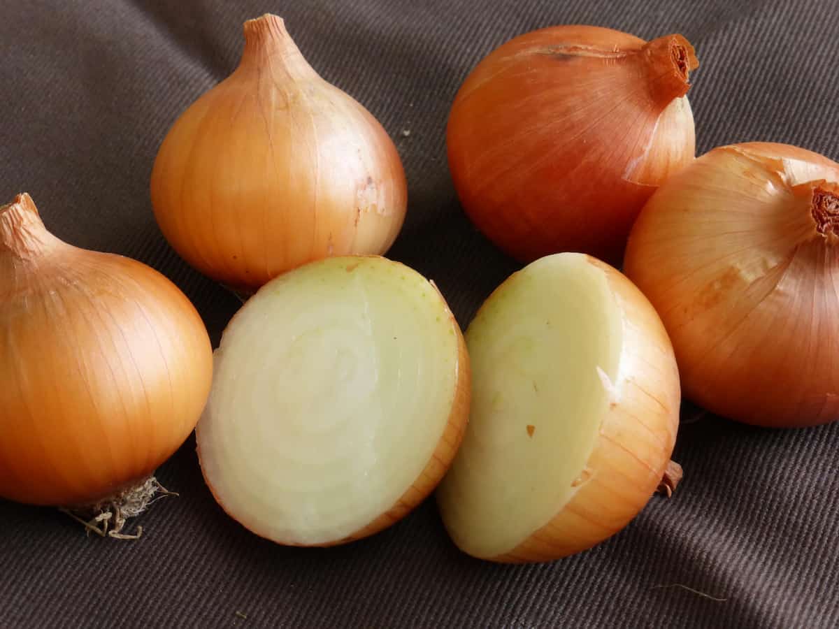 The Best Price for Buying Raw Yellow Onion
