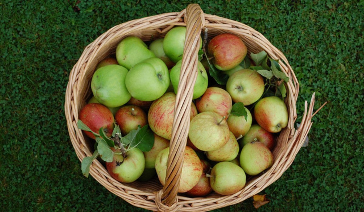 Introducing the types of braebum apples +The purchase price