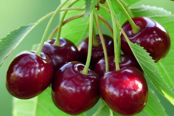 seedless cherries where to buy